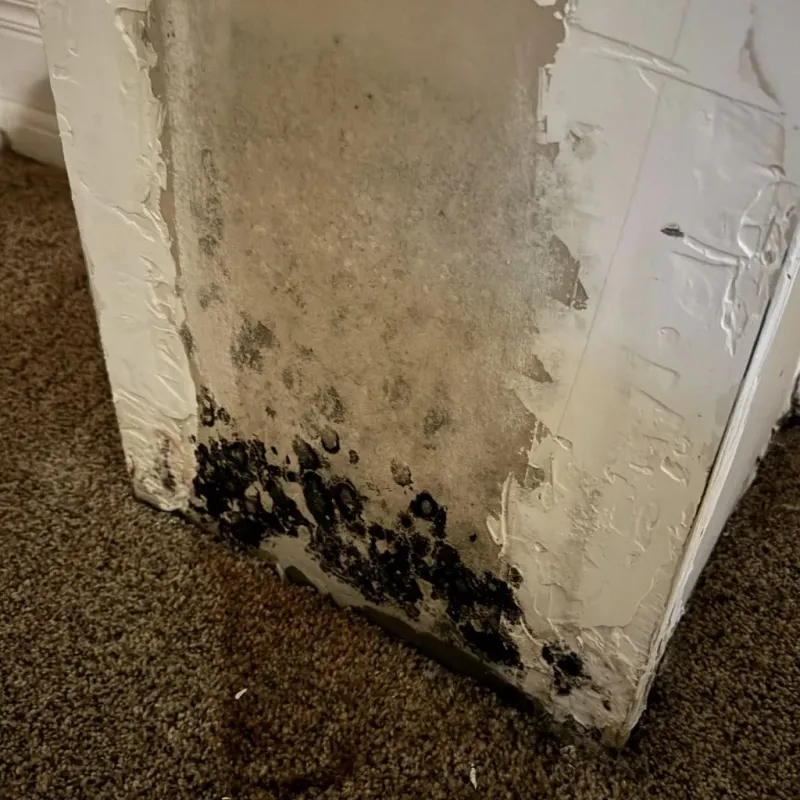 Professional Mold Removal in Sachse, TX
